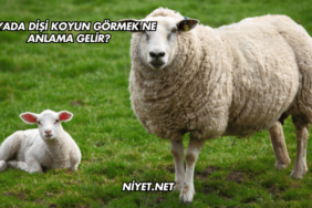 Rüyada Dişi Koyun Görmek Ne Anlama Gelir?